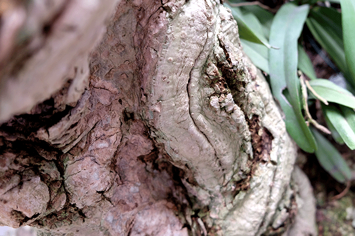 Ngam bo suu tap cay canh do so trong nha dai gia Ha thanh-Hinh-5